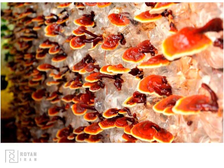 راه اندازی پرورش قارچ گانودرما