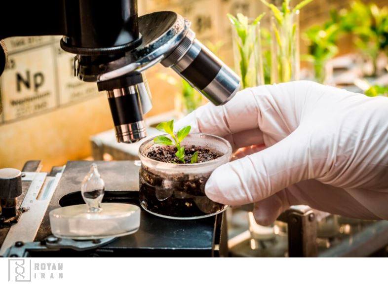 بررسی کشت بافت گیاهی در آزمایشگاه با استفاده از میکروسکوپ