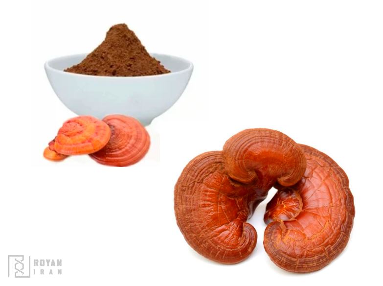 تجهیزات آزمایشگاه کنترل کیفیت قارچ گانودرما کشت شده