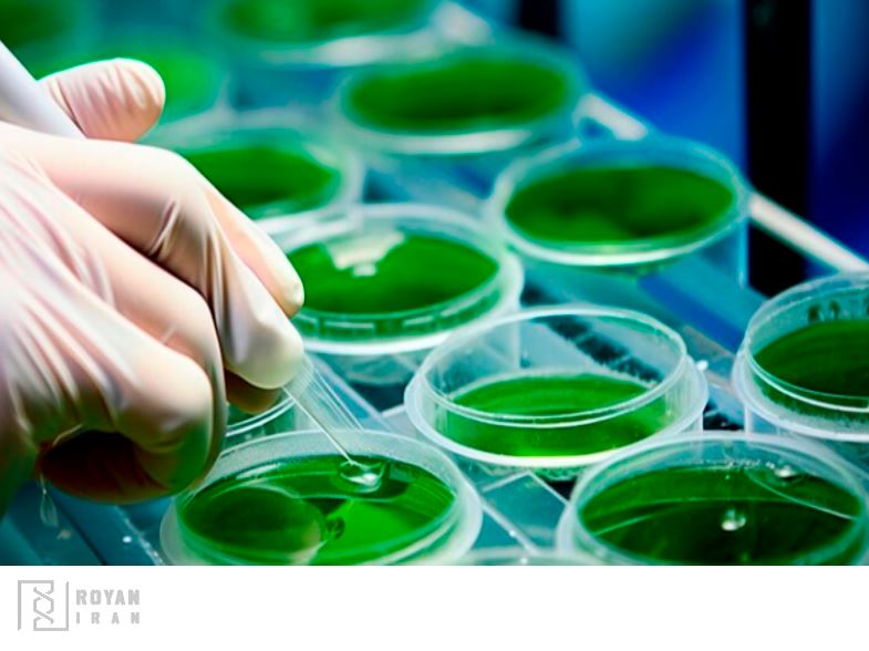 پرورش جلبک اسپیرولینا در آزمایشگاه