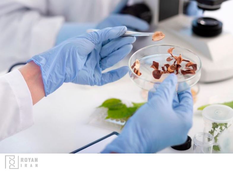 آزمایشگاه کشت بافت گیاهان دارویی